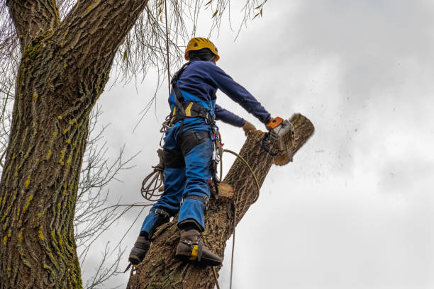 Best Hazardous Tree Removal  in Lutcher, LA